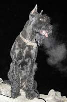 Чёрная собака чёрной ночью.
