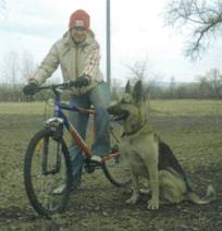 Подготовка к первой велогонке с собаками.